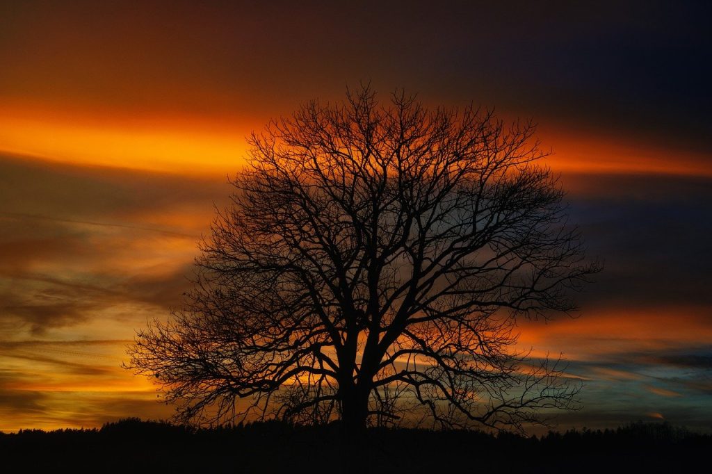 The 5th RAA Board Meeting